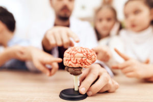 Neurolog pokazuje na model mózgu